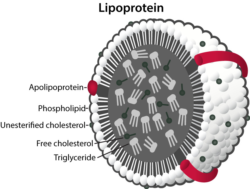 Lipoprotein senken